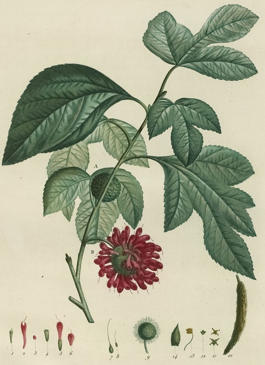 Un rameau de mûrier à papier porte plusieurs feuilles et des fleurs pourpres qui forment une boule. Dans la partie inférieure sont détaillées les différentes parties de la plante.